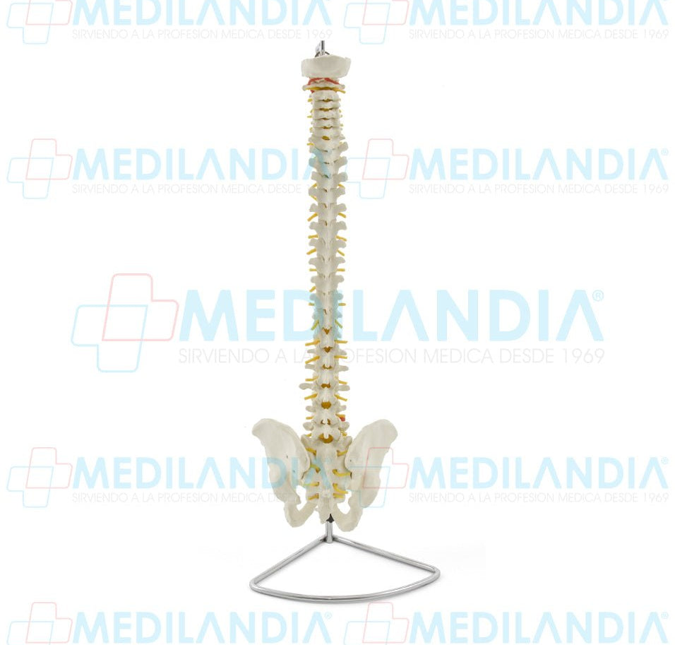 Columna vertebral flexible en tamaño natural - Modelo anatomico - MEDILANDIA- MEDILANDIA | Tienda de productos y equipos médicos de calidad en México | Soluciones profesionales para clínicas, hospitales y consultorios.