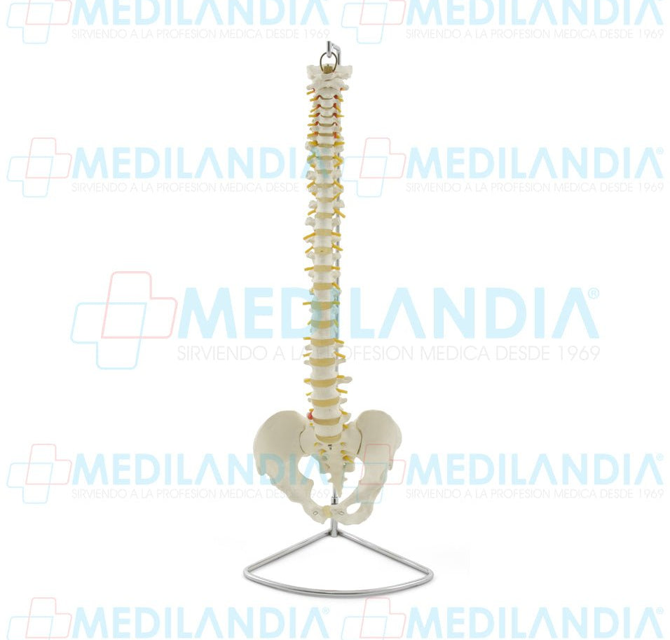 Columna vertebral flexible en tamaño natural - Modelo anatomico - MEDILANDIA- MEDILANDIA | Tienda de productos y equipos médicos de calidad en México | Soluciones profesionales para clínicas, hospitales y consultorios.