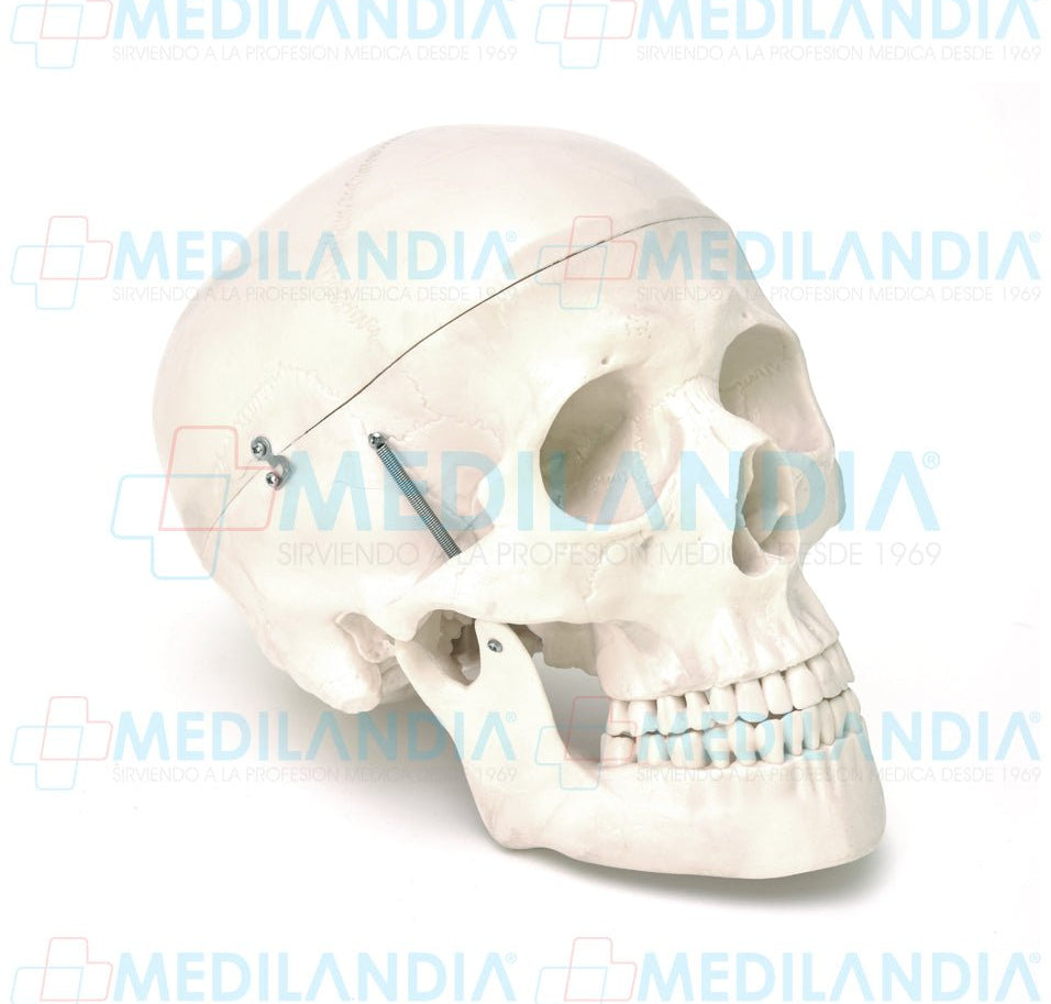Cráneo con cerebro - Cráneo humano - MEDILANDIA - MEDILANDIA | Tienda de productos médicos