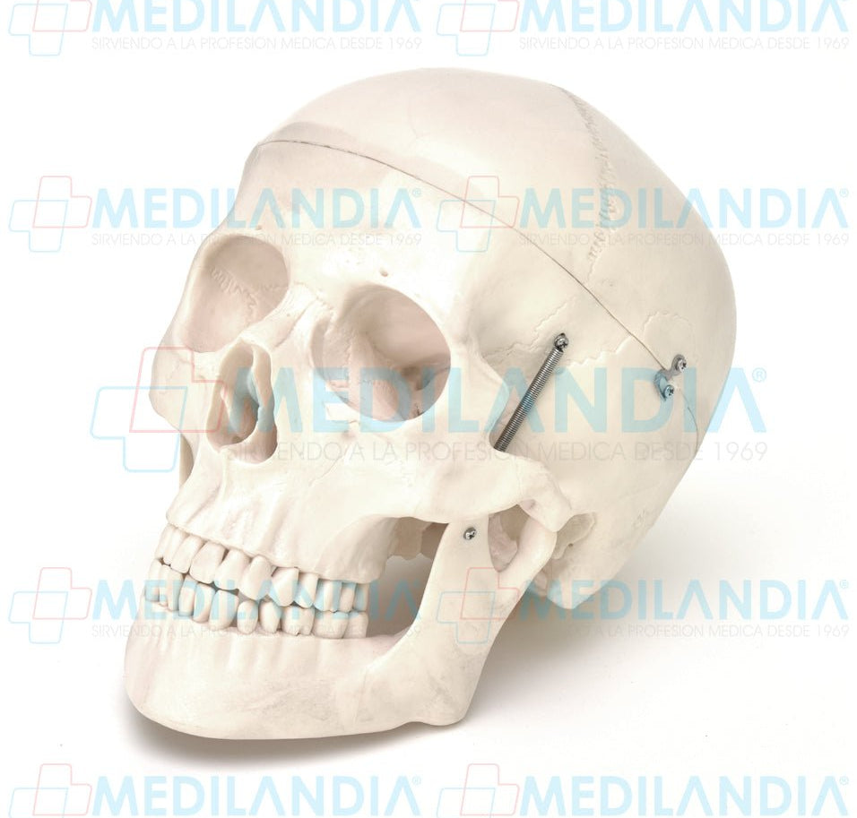 Cráneo con cerebro - Cráneo humano - MEDILANDIA - MEDILANDIA | Tienda de productos médicos