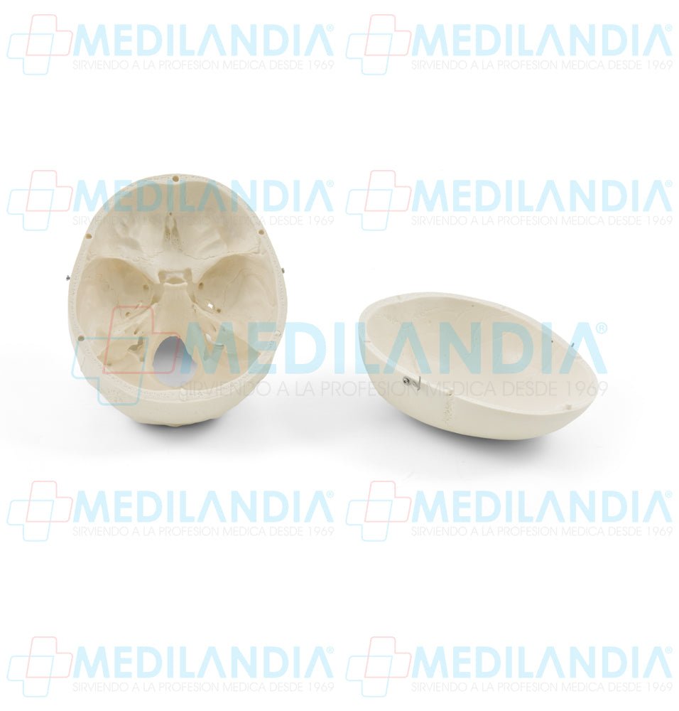 Craneo sin cerebro - Modelo anatomico - MEDILANDIA- MEDILANDIA | Tienda de productos y equipos médicos de calidad en México | Soluciones profesionales para clínicas, hospitales y consultorios.