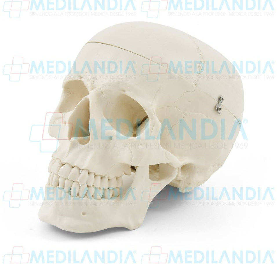 Craneo sin cerebro - Modelo anatomico - MEDILANDIA- MEDILANDIA | Tienda de productos y equipos médicos de calidad en México | Soluciones profesionales para clínicas, hospitales y consultorios.