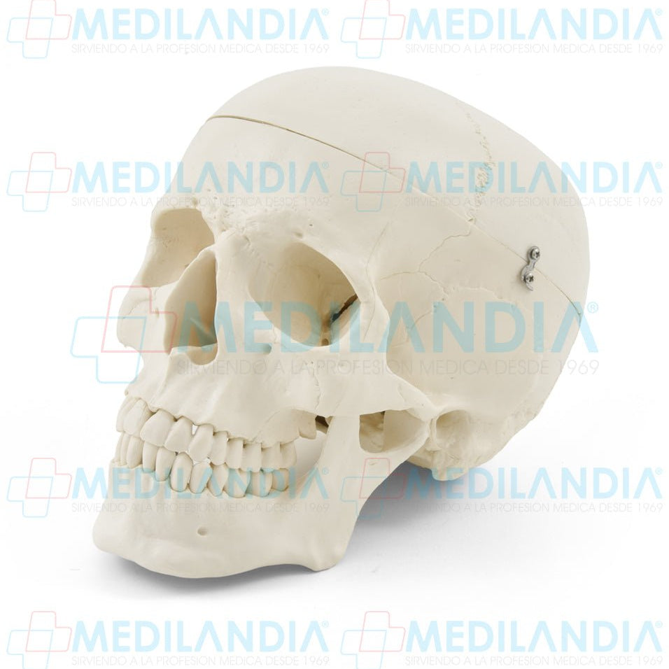 Craneo sin cerebro - Modelo anatomico - MEDILANDIA- MEDILANDIA | Tienda de productos y equipos médicos de calidad en México | Soluciones profesionales para clínicas, hospitales y consultorios.