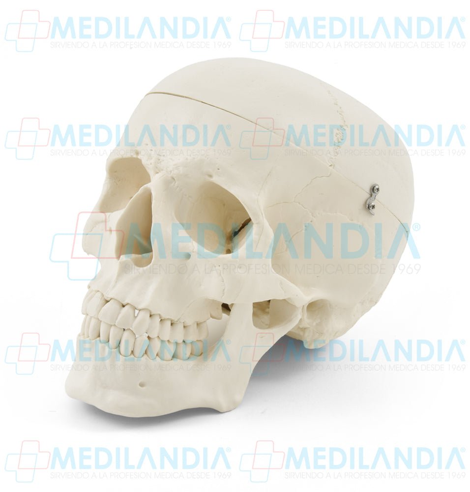 Craneo sin cerebro - Modelo anatomico - MEDILANDIA- MEDILANDIA | Tienda de productos y equipos médicos de calidad en México | Soluciones profesionales para clínicas, hospitales y consultorios.