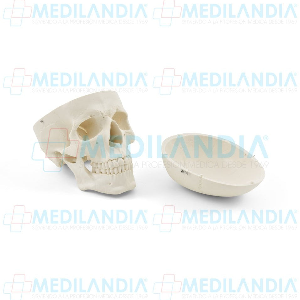 Craneo sin cerebro - Modelo anatomico - MEDILANDIA- MEDILANDIA | Tienda de productos y equipos médicos de calidad en México | Soluciones profesionales para clínicas, hospitales y consultorios.