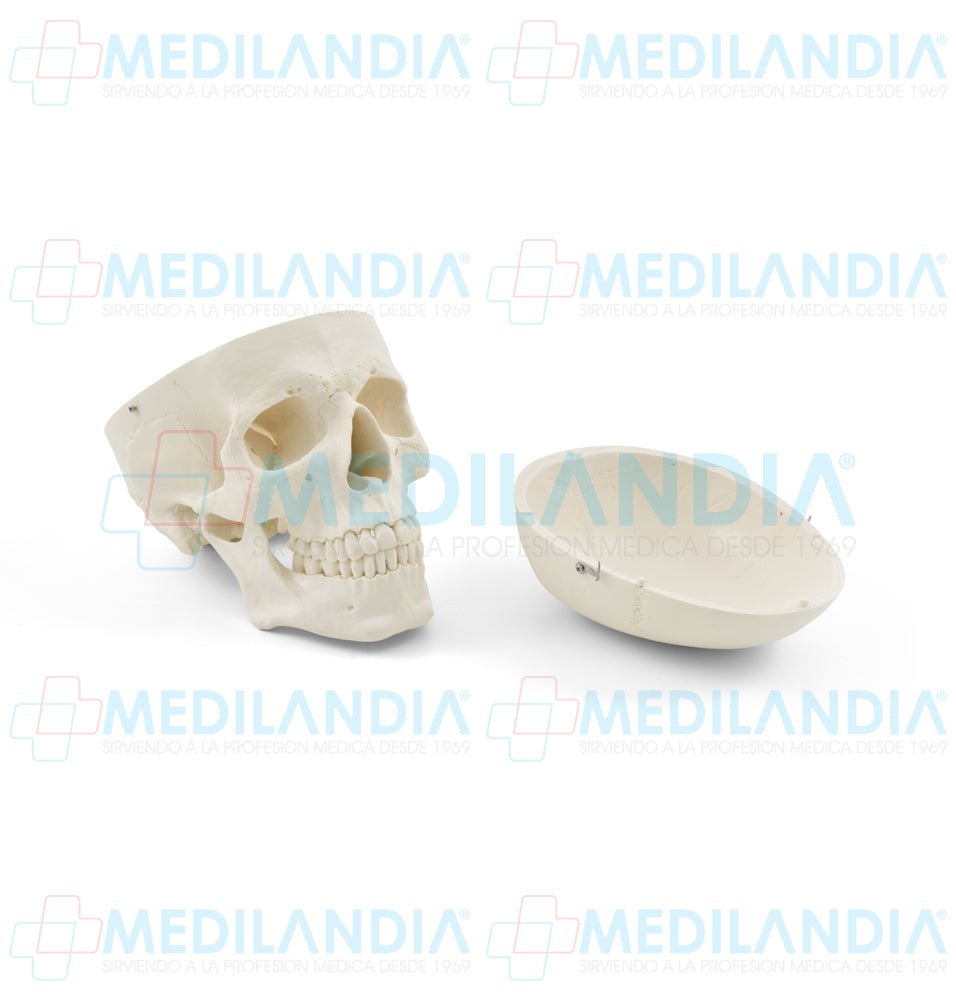 Craneo sin cerebro - Modelo anatomico - MEDILANDIA- MEDILANDIA | Tienda de productos y equipos médicos de calidad en México | Soluciones profesionales para clínicas, hospitales y consultorios.