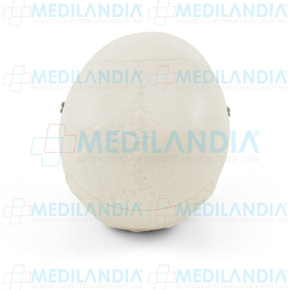 Craneo sin cerebro - Modelo anatomico - MEDILANDIA- MEDILANDIA | Tienda de productos y equipos médicos de calidad en México | Soluciones profesionales para clínicas, hospitales y consultorios.