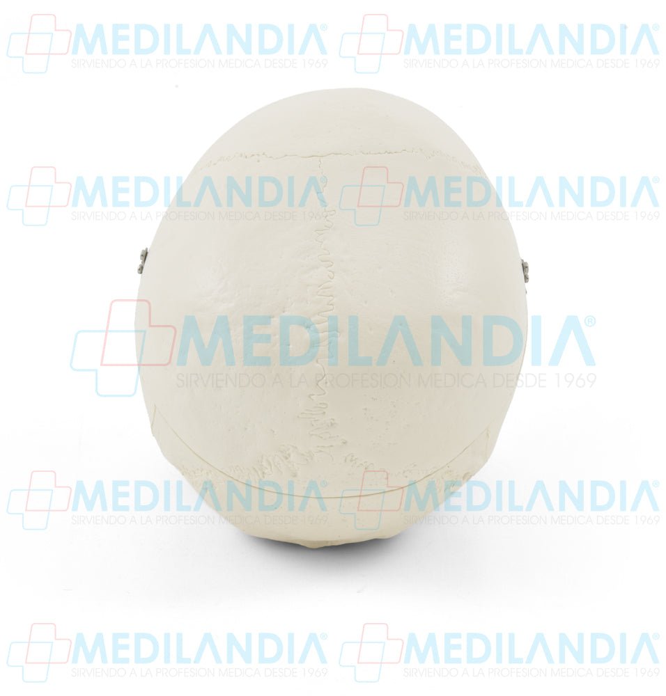 Craneo sin cerebro - Modelo anatomico - MEDILANDIA- MEDILANDIA | Tienda de productos y equipos médicos de calidad en México | Soluciones profesionales para clínicas, hospitales y consultorios.