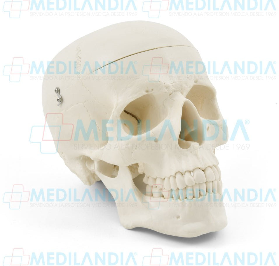 Craneo sin cerebro - Modelo anatomico - MEDILANDIA- MEDILANDIA | Tienda de productos y equipos médicos de calidad en México | Soluciones profesionales para clínicas, hospitales y consultorios.