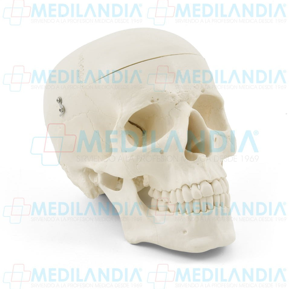 Craneo sin cerebro - Modelo anatomico - MEDILANDIA- MEDILANDIA | Tienda de productos y equipos médicos de calidad en México | Soluciones profesionales para clínicas, hospitales y consultorios.