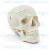 Craneo sin cerebro - Modelo anatomico - MEDILANDIA- MEDILANDIA | Tienda de productos y equipos médicos de calidad en México | Soluciones profesionales para clínicas, hospitales y consultorios.
