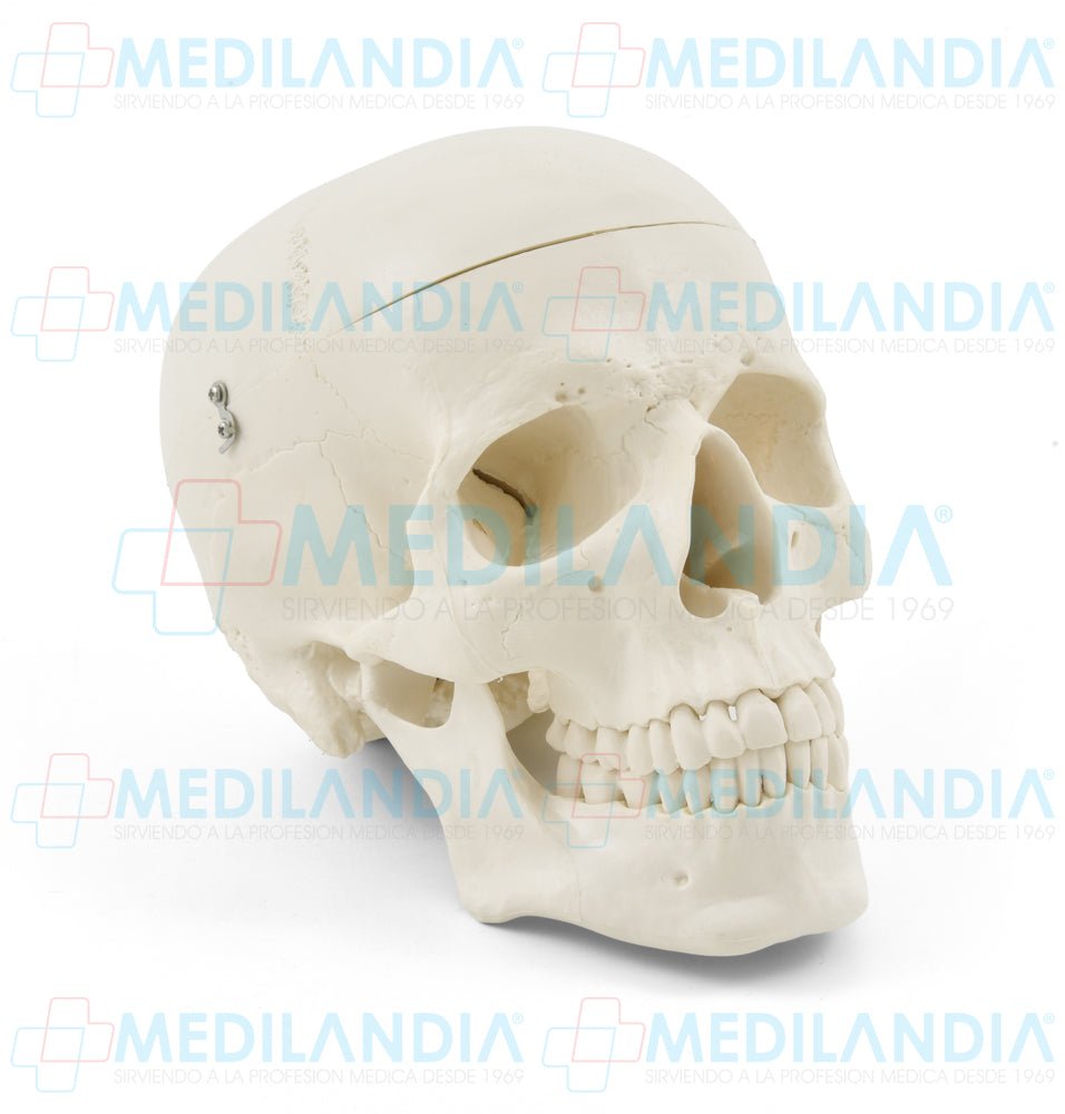 Craneo sin cerebro - Modelo anatomico - MEDILANDIA- MEDILANDIA | Tienda de productos y equipos médicos de calidad en México | Soluciones profesionales para clínicas, hospitales y consultorios.