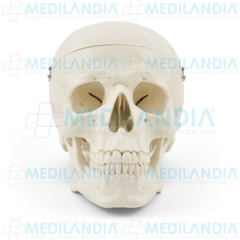 Craneo sin cerebro - Modelo anatomico - MEDILANDIA- MEDILANDIA | Tienda de productos y equipos médicos de calidad en México | Soluciones profesionales para clínicas, hospitales y consultorios.