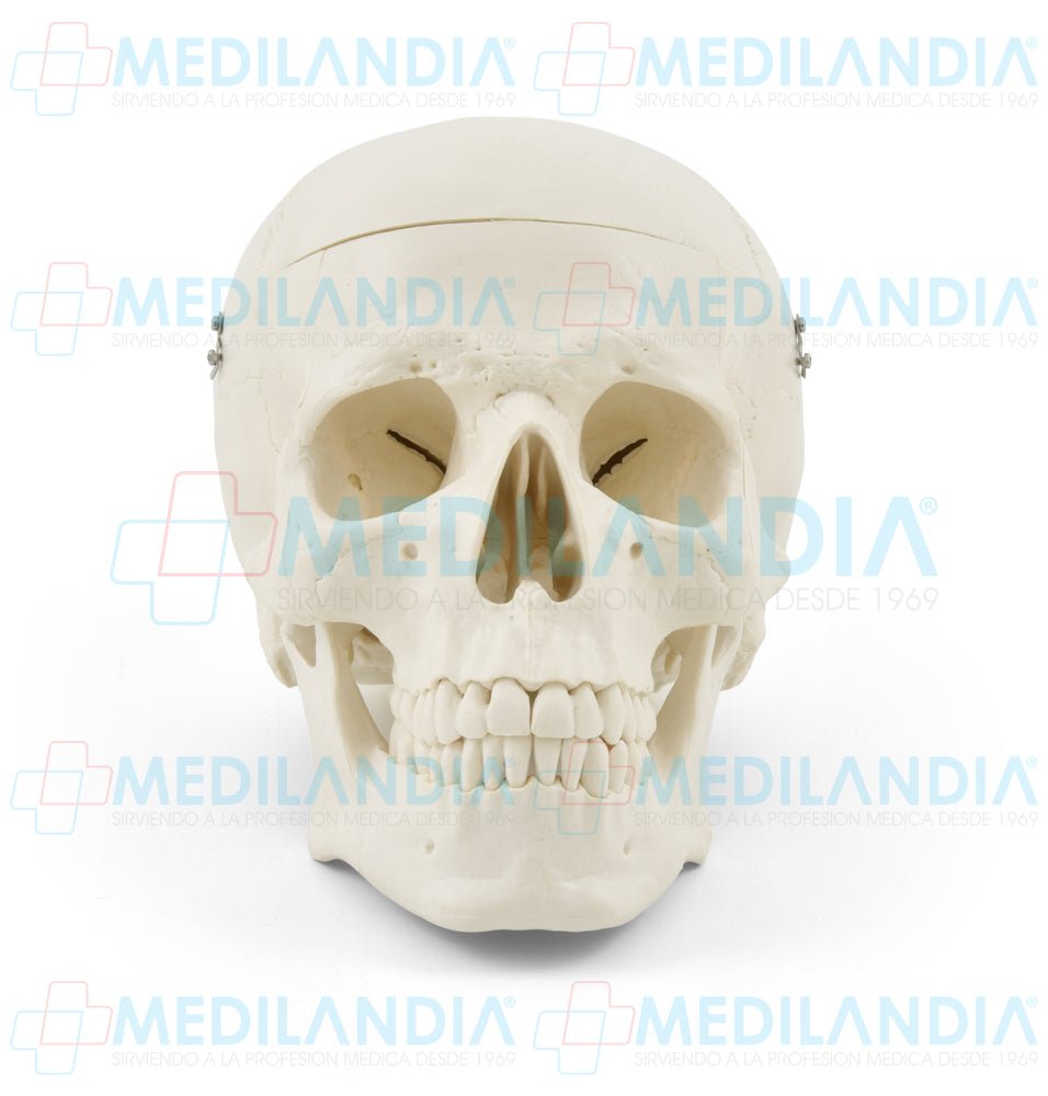 Craneo sin cerebro - Modelo anatomico - MEDILANDIA- MEDILANDIA | Tienda de productos y equipos médicos de calidad en México | Soluciones profesionales para clínicas, hospitales y consultorios.