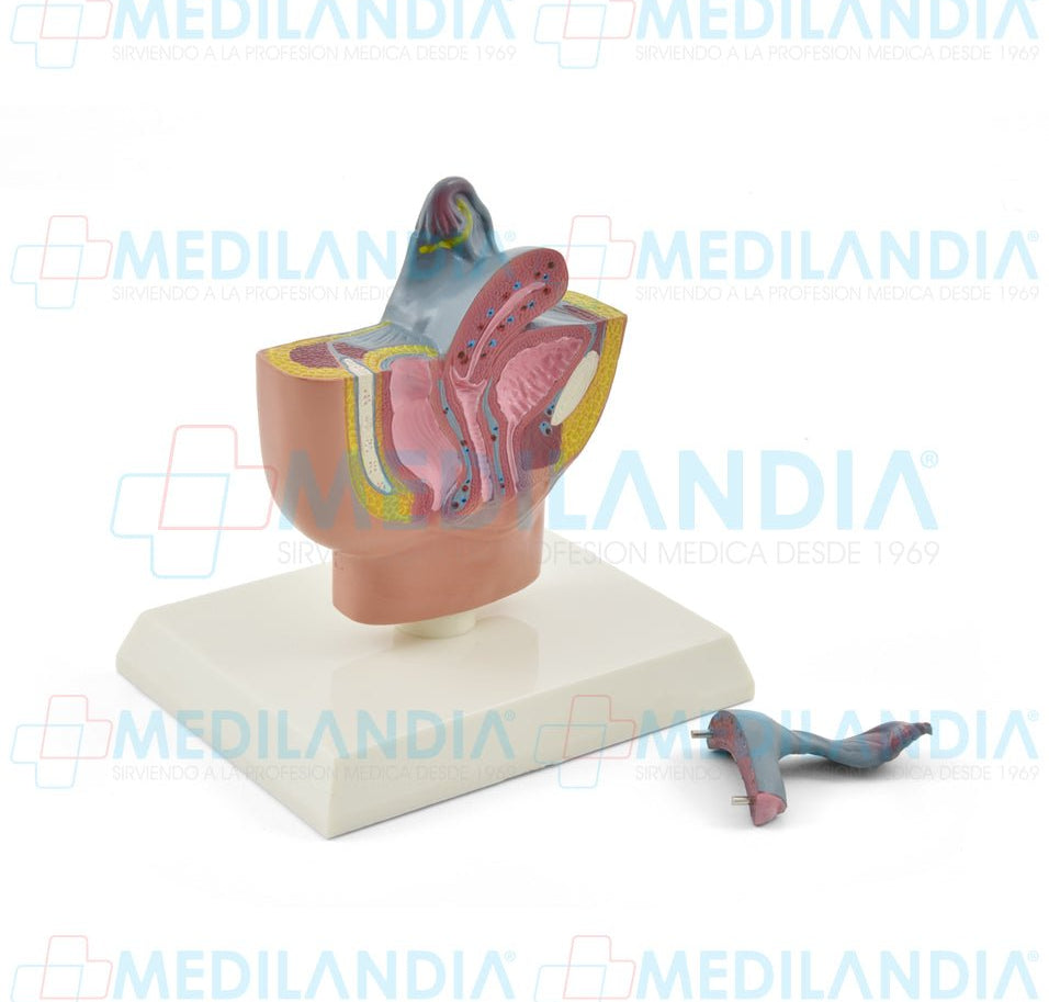 Genitales femeninos - Modelo anatomico - MEDILANDIA- MEDILANDIA | Tienda de productos y equipos médicos de calidad en México | Soluciones profesionales para clínicas, hospitales y consultorios.