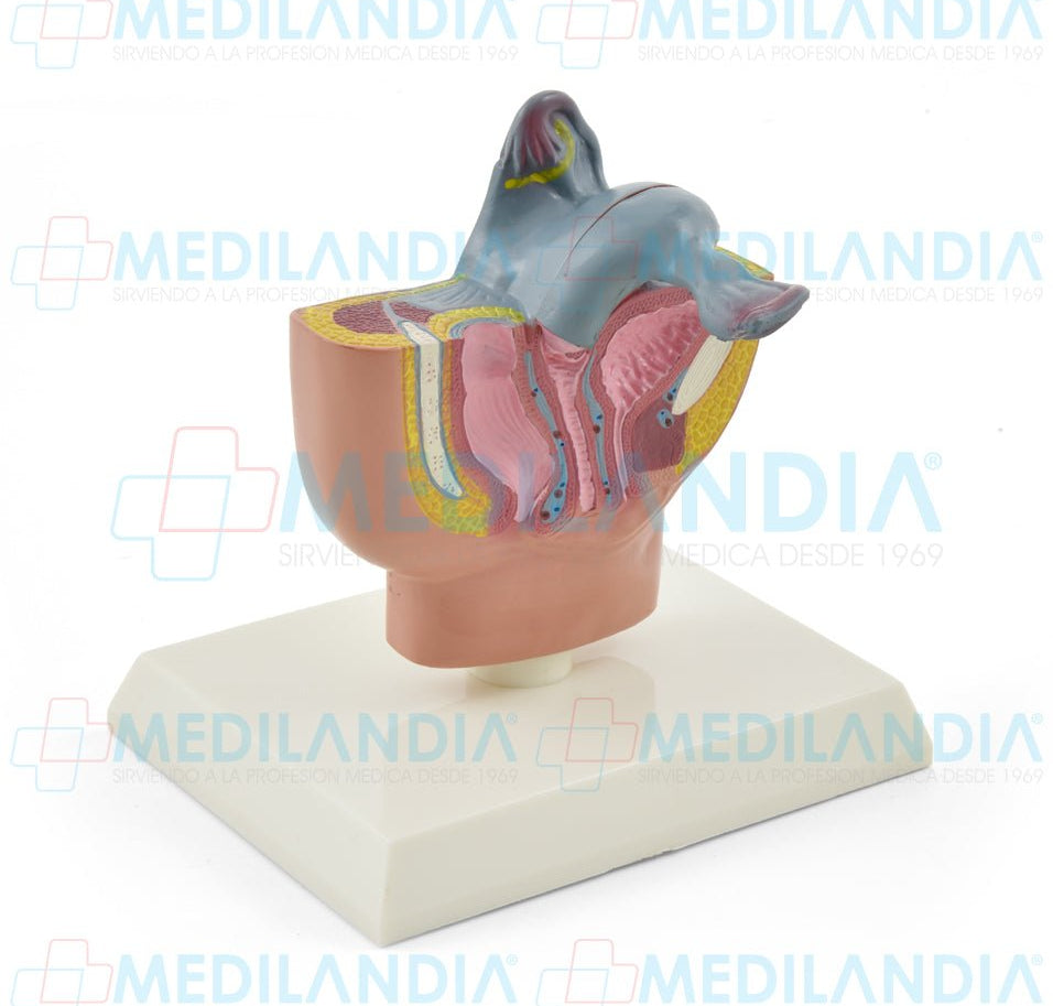 Genitales femeninos - Modelo anatomico - MEDILANDIA- MEDILANDIA | Tienda de productos y equipos médicos de calidad en México | Soluciones profesionales para clínicas, hospitales y consultorios.