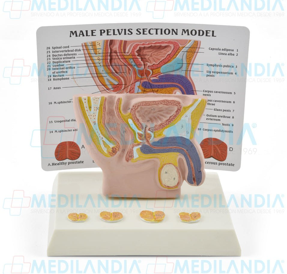 Genitales masculinos con esquema - Modelo anatomico - MEDILANDIA- MEDILANDIA | Tienda de productos y equipos médicos de calidad en México | Soluciones profesionales para clínicas, hospitales y consultorios.