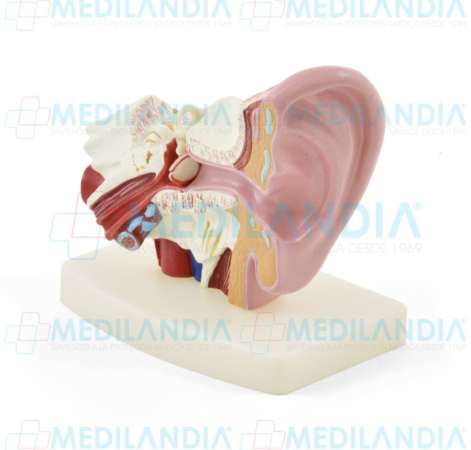Oido pequeño - Modelo anatomico - MEDILANDIA- MEDILANDIA | Tienda de productos y equipos médicos de calidad en México | Soluciones profesionales para clínicas, hospitales y consultorios.