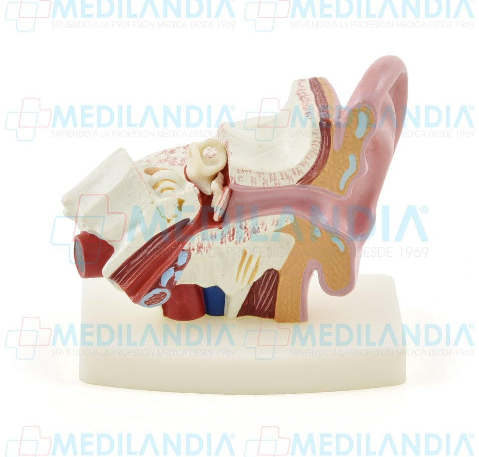 Oido pequeño - Modelo anatomico - MEDILANDIA- MEDILANDIA | Tienda de productos y equipos médicos de calidad en México | Soluciones profesionales para clínicas, hospitales y consultorios.