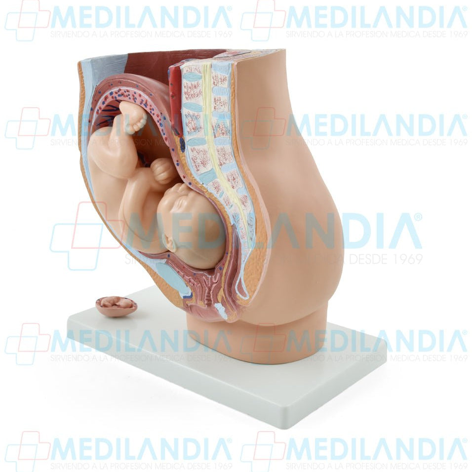Pelvis de embarazo con feto - Modelo anatomico - MEDILANDIA- MEDILANDIA | Tienda de productos y equipos médicos de calidad en México | Soluciones profesionales para clínicas, hospitales y consultorios.