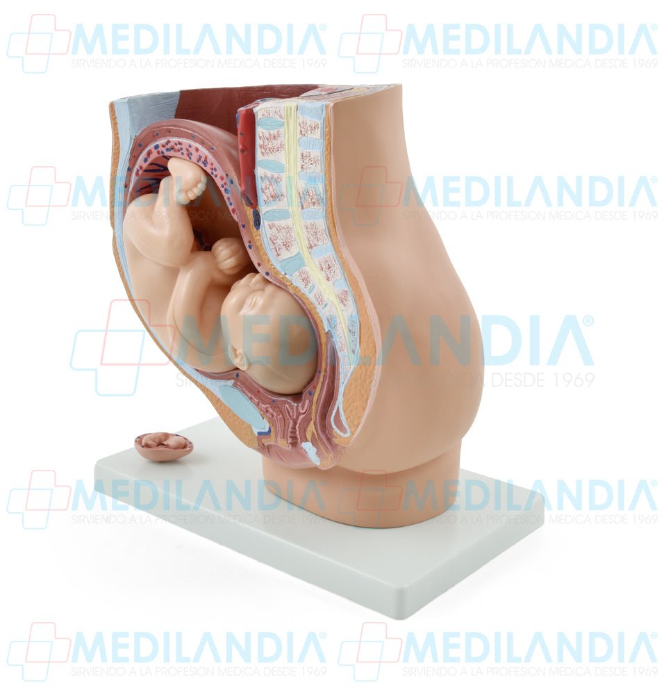 Pelvis de embarazo con feto - Modelo anatomico - MEDILANDIA- MEDILANDIA | Tienda de productos y equipos médicos de calidad en México | Soluciones profesionales para clínicas, hospitales y consultorios.