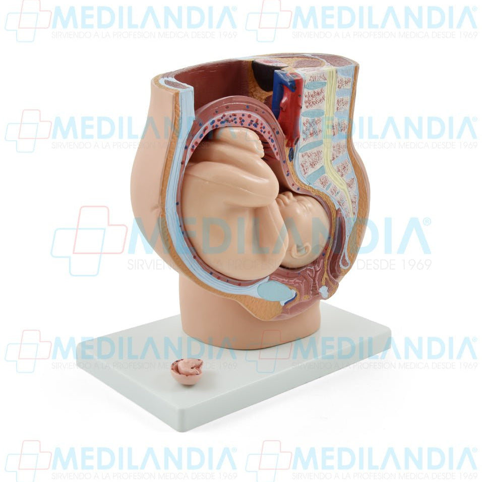 Pelvis de embarazo con feto - Modelo anatomico - MEDILANDIA- MEDILANDIA | Tienda de productos y equipos médicos de calidad en México | Soluciones profesionales para clínicas, hospitales y consultorios.