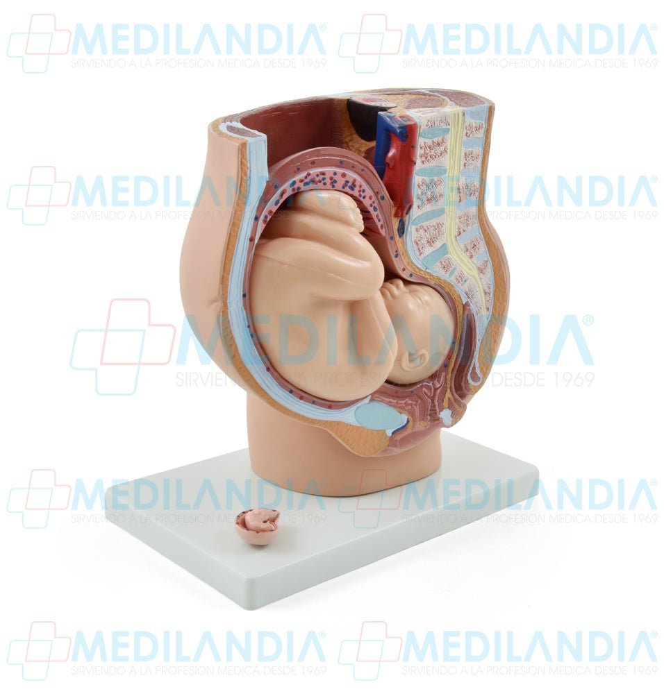 Pelvis de embarazo con feto - Modelo anatomico - MEDILANDIA- MEDILANDIA | Tienda de productos y equipos médicos de calidad en México | Soluciones profesionales para clínicas, hospitales y consultorios.