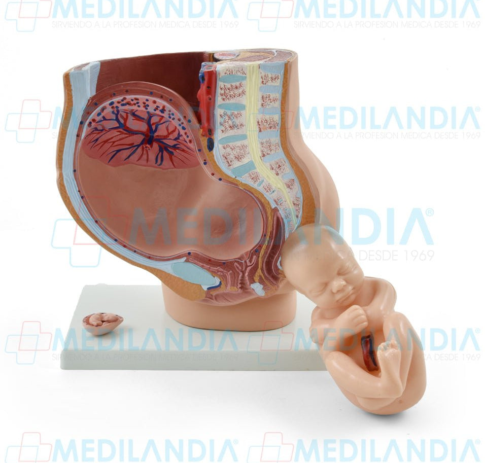 Pelvis de embarazo con feto - Modelo anatomico - MEDILANDIA- MEDILANDIA | Tienda de productos y equipos médicos de calidad en México | Soluciones profesionales para clínicas, hospitales y consultorios.
