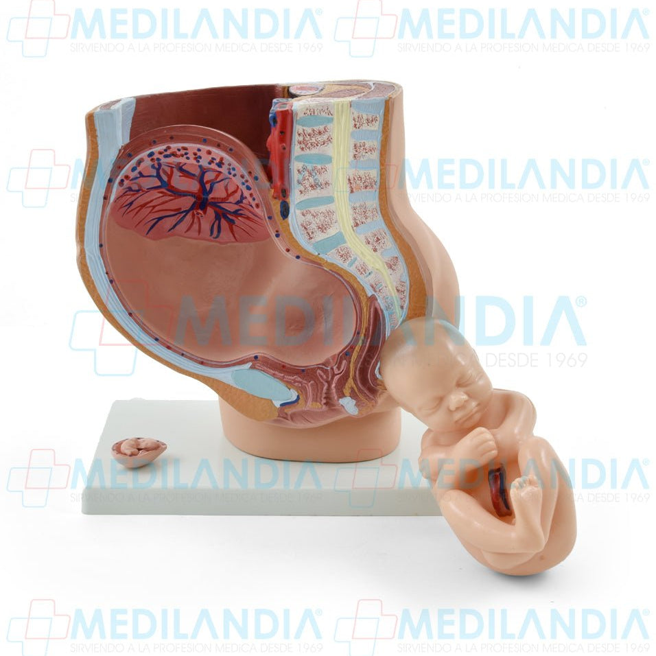 Pelvis de embarazo con feto - Modelo anatomico - MEDILANDIA- MEDILANDIA | Tienda de productos y equipos médicos de calidad en México | Soluciones profesionales para clínicas, hospitales y consultorios.