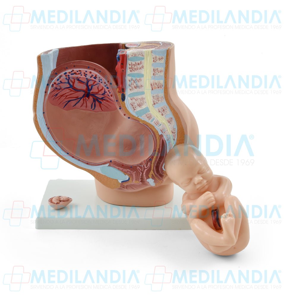 Pelvis de embarazo con feto - Modelo anatomico - MEDILANDIA- MEDILANDIA | Tienda de productos y equipos médicos de calidad en México | Soluciones profesionales para clínicas, hospitales y consultorios.