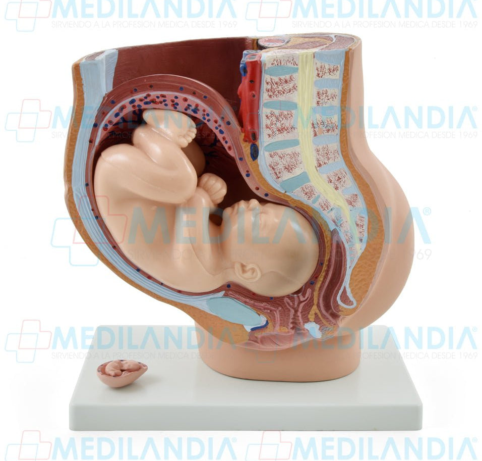 Pelvis de embarazo con feto - Modelo anatomico - MEDILANDIA- MEDILANDIA | Tienda de productos y equipos médicos de calidad en México | Soluciones profesionales para clínicas, hospitales y consultorios.