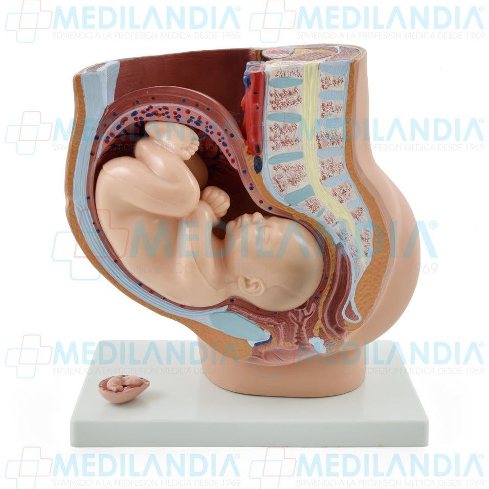 Pelvis de embarazo con feto - Modelo anatomico - MEDILANDIA- MEDILANDIA | Tienda de productos y equipos médicos de calidad en México | Soluciones profesionales para clínicas, hospitales y consultorios.