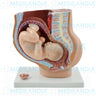 Pelvis de embarazo con feto - Modelo anatomico - MEDILANDIA- MEDILANDIA | Tienda de productos y equipos médicos de calidad en México | Soluciones profesionales para clínicas, hospitales y consultorios.