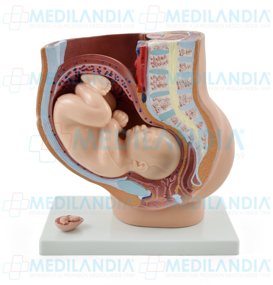 Pelvis de embarazo con feto - Modelo anatomico - MEDILANDIA- MEDILANDIA | Tienda de productos y equipos médicos de calidad en México | Soluciones profesionales para clínicas, hospitales y consultorios.