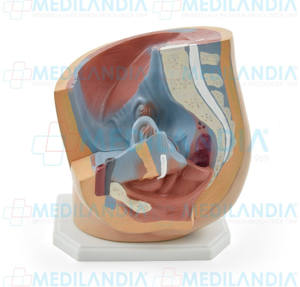Pelvis femenina - Modelo anatomico - MEDILANDIA- MEDILANDIA | Tienda de productos y equipos médicos de calidad en México | Soluciones profesionales para clínicas, hospitales y consultorios.