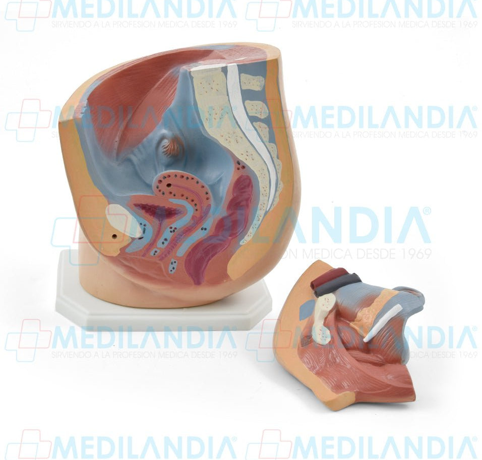 Pelvis femenina - Modelo anatomico - MEDILANDIA- MEDILANDIA | Tienda de productos y equipos médicos de calidad en México | Soluciones profesionales para clínicas, hospitales y consultorios.