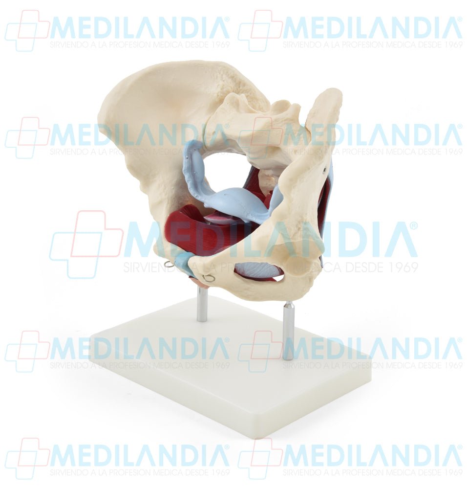 Pelvis femenina ósea con organos - Modelo anatomico - MEDILANDIA- MEDILANDIA | Tienda de productos y equipos médicos de calidad en México | Soluciones profesionales para clínicas, hospitales y consultorios.