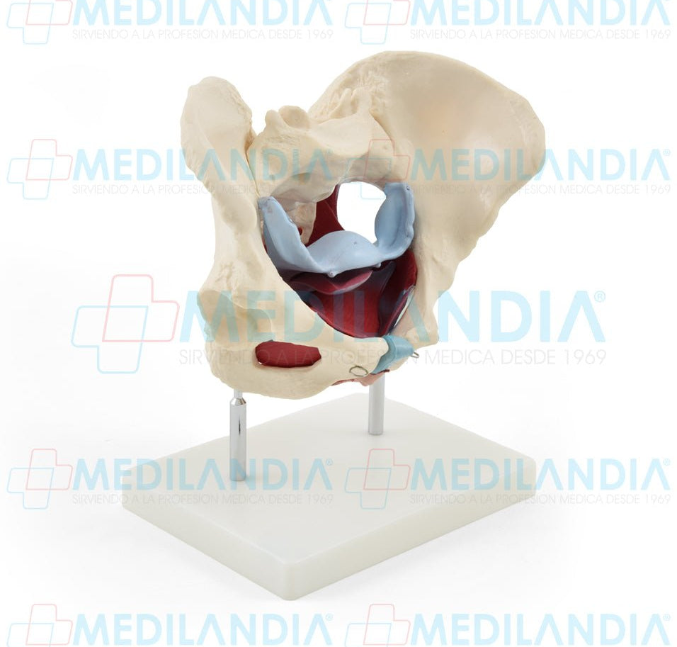 Pelvis femenina ósea con organos - Modelo anatomico - MEDILANDIA- MEDILANDIA | Tienda de productos y equipos médicos de calidad en México | Soluciones profesionales para clínicas, hospitales y consultorios.