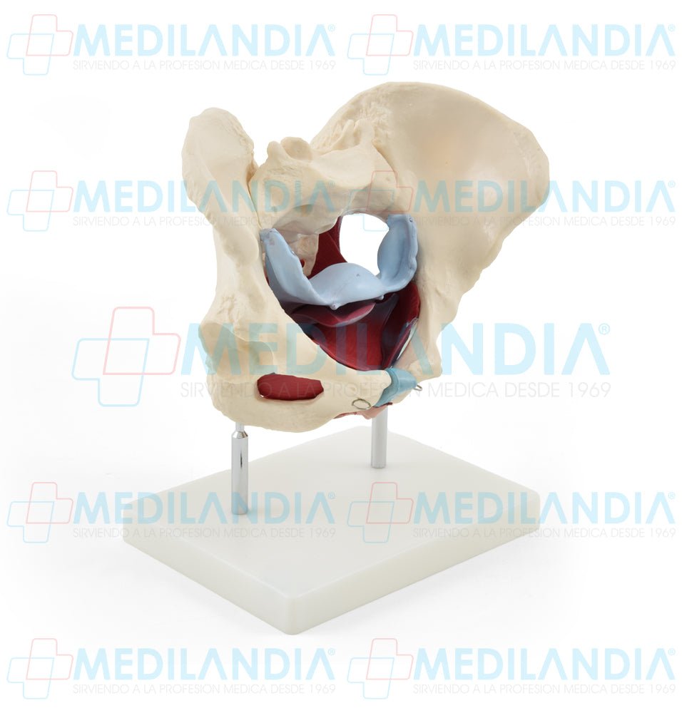 Pelvis femenina ósea con organos - Modelo anatomico - MEDILANDIA- MEDILANDIA | Tienda de productos y equipos médicos de calidad en México | Soluciones profesionales para clínicas, hospitales y consultorios.