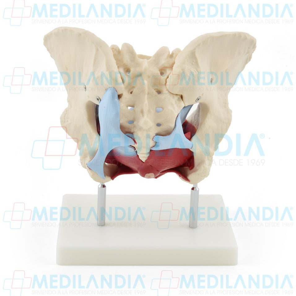 Pelvis femenina ósea con organos - Modelo anatomico - MEDILANDIA- MEDILANDIA | Tienda de productos y equipos médicos de calidad en México | Soluciones profesionales para clínicas, hospitales y consultorios.