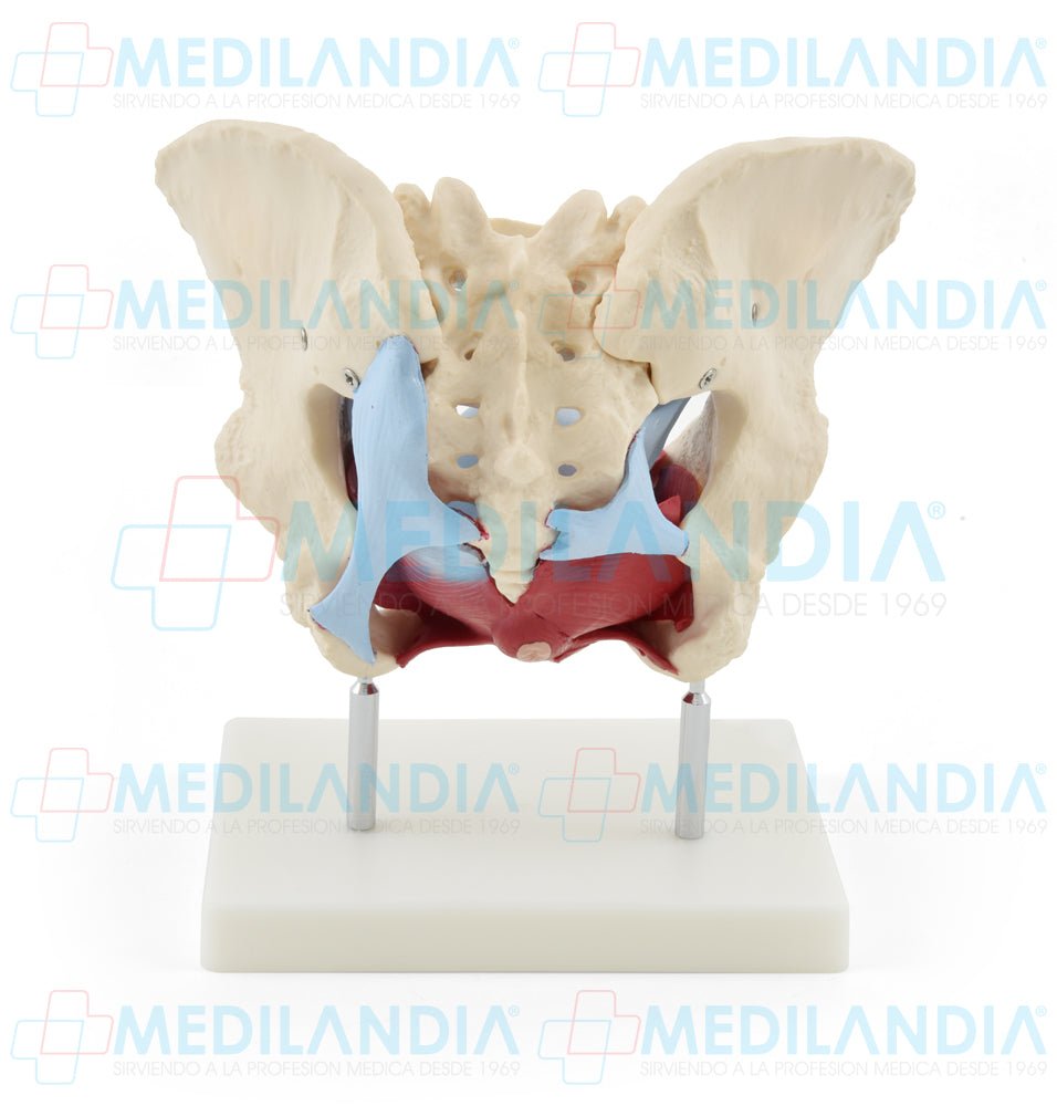 Pelvis femenina ósea con organos - Modelo anatomico - MEDILANDIA- MEDILANDIA | Tienda de productos y equipos médicos de calidad en México | Soluciones profesionales para clínicas, hospitales y consultorios.