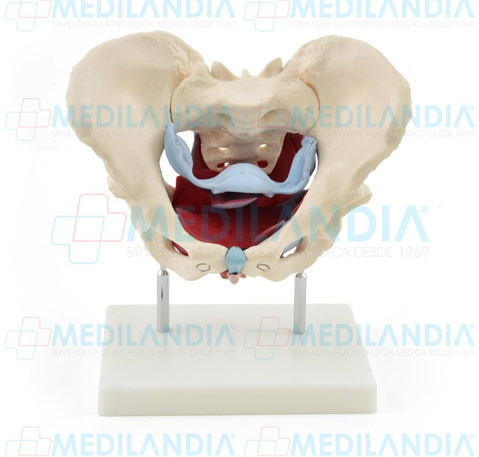 Pelvis femenina ósea con organos - Modelo anatomico - MEDILANDIA- MEDILANDIA | Tienda de productos y equipos médicos de calidad en México | Soluciones profesionales para clínicas, hospitales y consultorios.