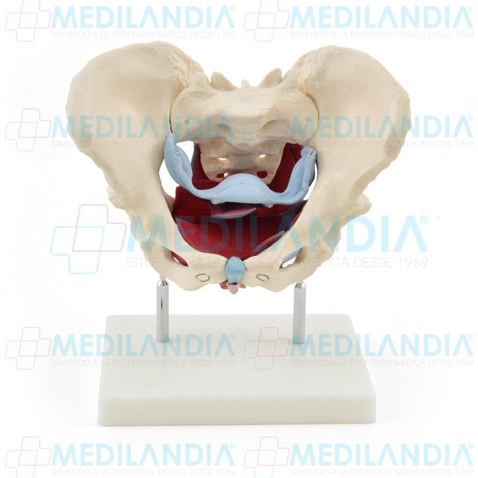 Pelvis femenina ósea con organos - Modelo anatomico - MEDILANDIA- MEDILANDIA | Tienda de productos y equipos médicos de calidad en México | Soluciones profesionales para clínicas, hospitales y consultorios.