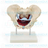 Pelvis femenina ósea con organos - Modelo anatomico - MEDILANDIA- MEDILANDIA | Tienda de productos y equipos médicos de calidad en México | Soluciones profesionales para clínicas, hospitales y consultorios.