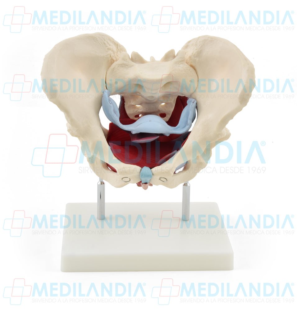 Pelvis femenina ósea con organos - Modelo anatomico - MEDILANDIA- MEDILANDIA | Tienda de productos y equipos médicos de calidad en México | Soluciones profesionales para clínicas, hospitales y consultorios.