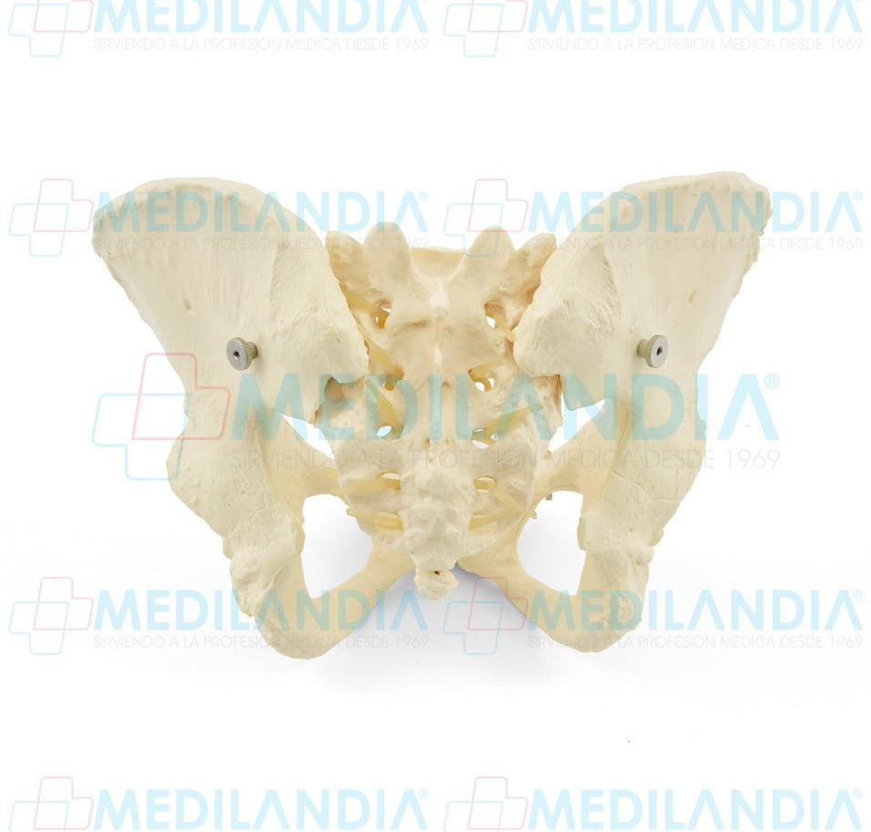 Pelvis femenina ósea - Modelo anatomico - MEDILANDIA- MEDILANDIA | Tienda de productos y equipos médicos de calidad en México | Soluciones profesionales para clínicas, hospitales y consultorios.