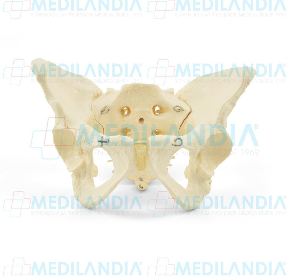 Pelvis femenina ósea - Modelo anatomico - MEDILANDIA- MEDILANDIA | Tienda de productos y equipos médicos de calidad en México | Soluciones profesionales para clínicas, hospitales y consultorios.