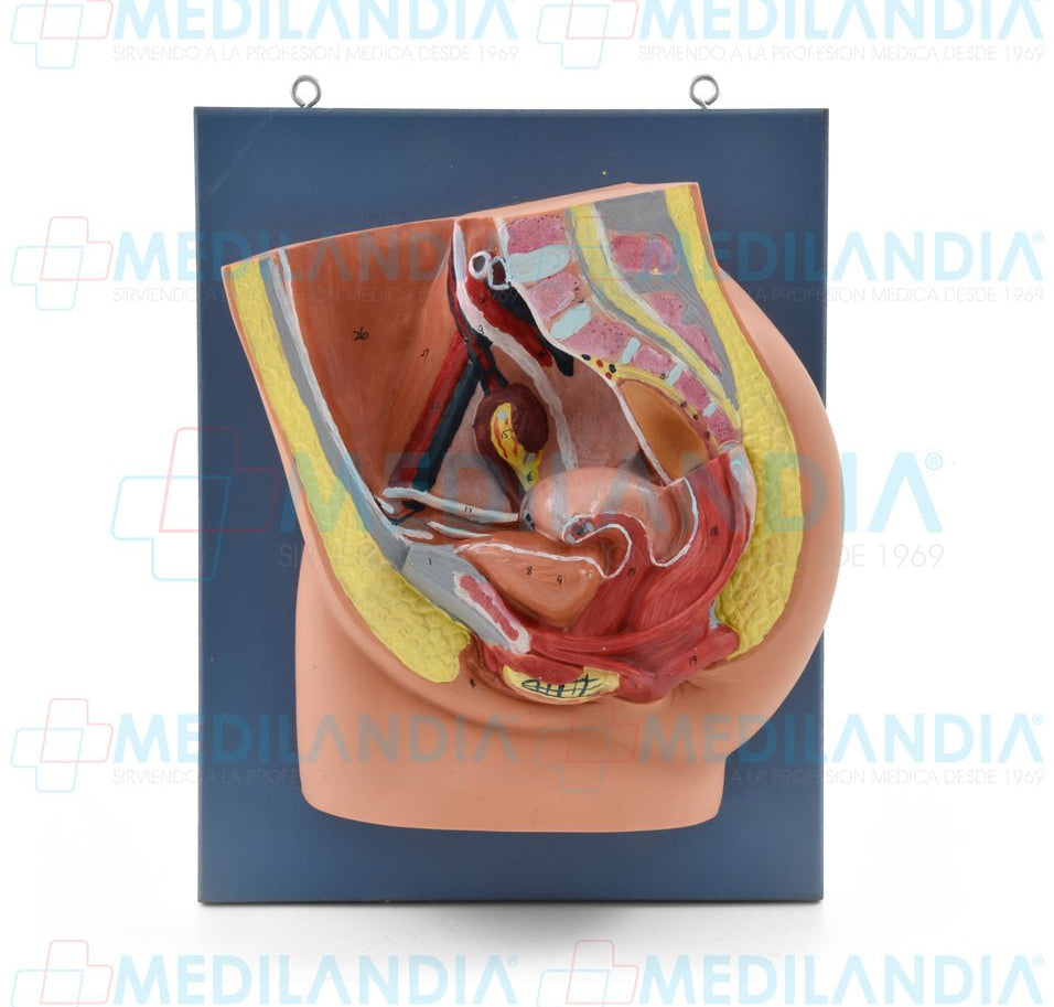 Pelvis femenina seccionada - Modelo anatomico - MEDILANDIA- MEDILANDIA | Tienda de productos y equipos médicos de calidad en México | Soluciones profesionales para clínicas, hospitales y consultorios.