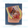 Pelvis femenina seccionada - Modelo anatomico - MEDILANDIA- MEDILANDIA | Tienda de productos y equipos médicos de calidad en México | Soluciones profesionales para clínicas, hospitales y consultorios.