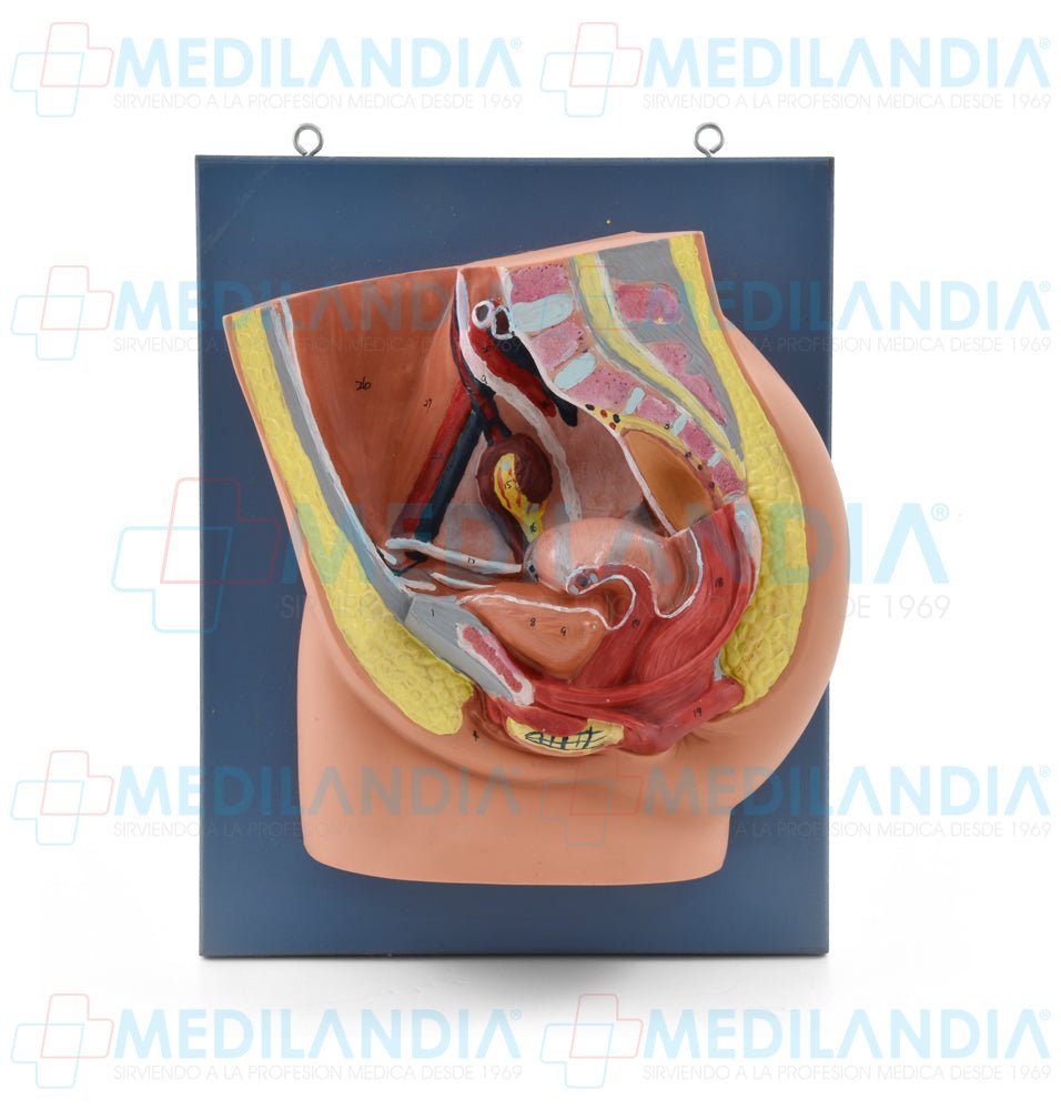Pelvis femenina seccionada - Modelo anatomico - MEDILANDIA- MEDILANDIA | Tienda de productos y equipos médicos de calidad en México | Soluciones profesionales para clínicas, hospitales y consultorios.